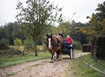 Les circuits attelage du Morvan, boucle du vézelien - FOISSY LES VEZELAY