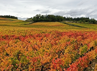 Route des vins : Côte Chalonnaise & Couchois - CHAGNY