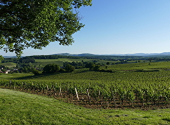 La VélOeno71 : sur les traces de l'emblématique Chardonnay - CHARDONNAY